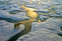 Polar bear stuck on broken ice
